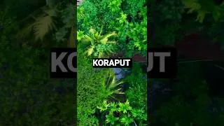 Thumbnail: Koraput the Heaven of Odisha secret | #odisha