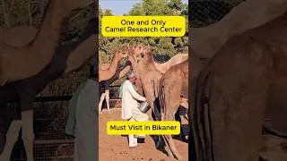 Thumbnail: 🤣 What happened with Yuvaan? #bikaner #camel #family #explorerbees #minivlog #travel