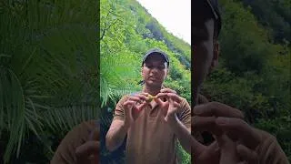 Thumbnail: Jangli injeer jo k Margalla Islamabad k jungalon me kafi tadad me pae jati ha