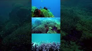 Thumbnail: ocean therapy #corals #dji #underwater #oceanlife #philippines #shorts #freediving