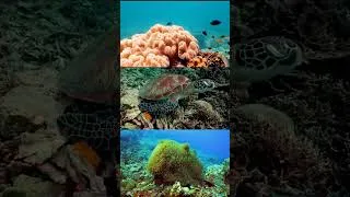 Thumbnail: Each dive is a story captured forever #shorts #oceanlife #underwater #philippines #dji #corals