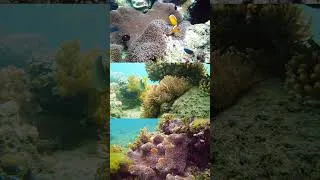 Thumbnail: 🎞 Coron, Palawan #philippines #dji #reef #oceanlife #underwater #reels  #nature #corals