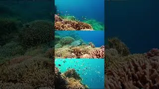 Thumbnail: 📷 Coron Reef #shorts #palawan #reef #corals #underwater #ocean