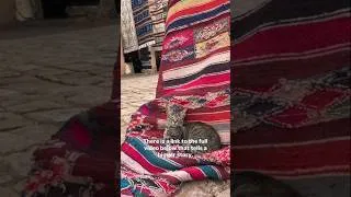 Thumbnail: Meet the most private people in the world in Ghardaïa, Algeria #travel #ghardaia #algeria