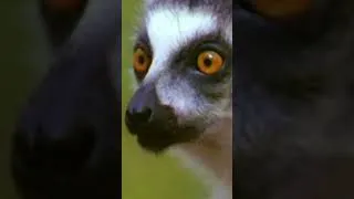 Thumbnail: The Harsh Reality of Wild Survival #lemur #madagascar #wildlife