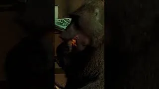 Thumbnail: The Baboon Heist! #baboon #animaldocumentary #wildlife