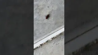 Thumbnail: Fire-ant steroid addiction is a thing in Texas