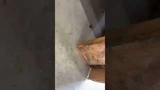 Thumbnail: What tha just ran under the table
