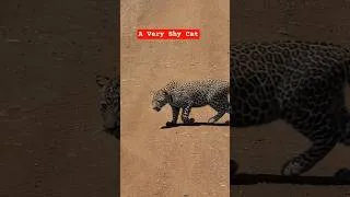 Thumbnail: This Leopard Did Us a Big Favor in Maasai Mara #wildlifemoments