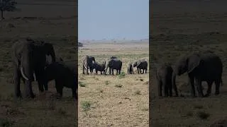 Thumbnail: Elephants with their Babies in Maasai Mara National Reserve