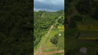 Thumbnail: Dundori Forest, Nakuru