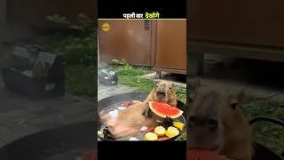 Thumbnail: tension free animal capybara 😁 l #facts #shorts