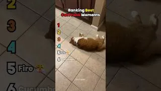 Thumbnail: Ranking Best Cat Prank Moments 😂