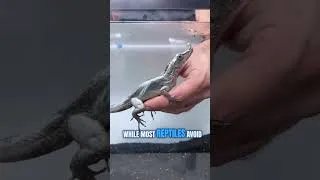 Thumbnail: The Lizard That Invented Scuba Diving!