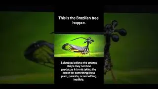 Thumbnail: This Insect Has a Tiny Helicopter on Its Head 😳