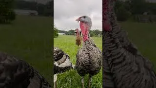 Thumbnail: Amazing Wild Turkey Fact