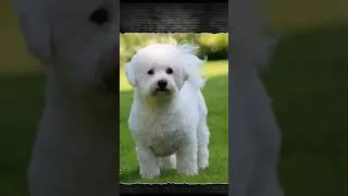 Thumbnail: Bichon Frise: Must-Have Essentials for Your Fluffy Dog – Join Us!