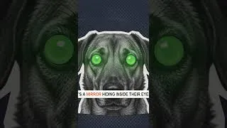 Thumbnail: Why Your Dog's Eyes Glow Green at Night (It's a Mirror)
