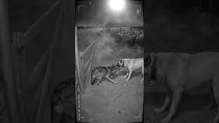 Thumbnail: Kangal vs Wolf: The Ultimate Predator Showdown #kangal vs #wolf
