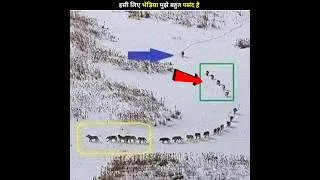 Thumbnail: That's why I like the wolf so much #shortvideo