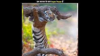 Thumbnail: These animals have super powers 💪 Part - 2