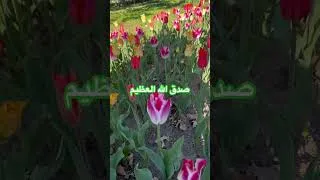 Thumbnail: Happy tulips day #everyone #food #cooking #recipe #good #fadila’skitchen