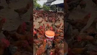 Thumbnail: chicken #chicken #poultry #farm