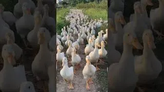 Thumbnail: Duck #duck #quack #shorts