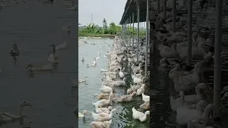 Thumbnail: ducks lay eggs after feeding #ducks #duckegg #duckfarming #duck #fafafarm