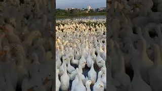 Thumbnail: free range duck feeding, free range duck farming #fafafarmlife #duckfarm #duck #duckling