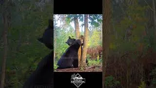 Thumbnail: PEEK-A-BOO FLIRTY BEARS!