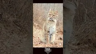 Thumbnail: Pretty Kitty! ….#bobcat #wildlife #cat  #kitty #forest #nature