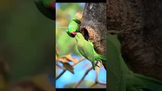 Thumbnail: Nature is ❤️ #shortvideo