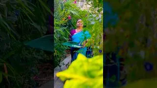 Thumbnail: Village Food Channel | Kitchen GardenMassiveHarvest @Fairygardenindia #kitchengardentour #shortsfeed