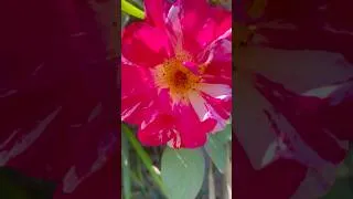 Thumbnail: Gardening and creativity #shortsfeed #motivation #mindfulpresence