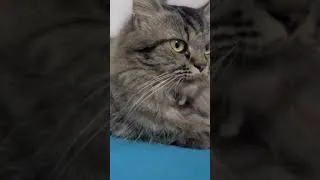 Thumbnail: Only For Pet Lovers✨ #shortsfeed