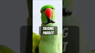 Thumbnail: My sweet talking parrot! #talkingparrot #parrot #ringneckparrot #parrotlover