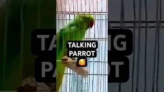 Thumbnail: Talking Parrot | Funny Bird mimics many words #talkingparrot #funnybirds