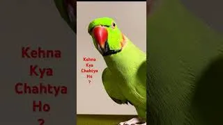 Thumbnail: Cutest Talking Parrot Moment! #talkingparrot #cutebirds #funnybird