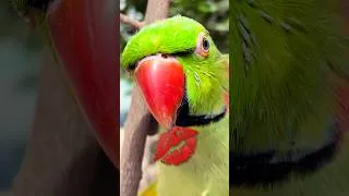 Thumbnail: Most Adorable Kiss by my Parrot! #cuteparrot #kiss #funnyparrot