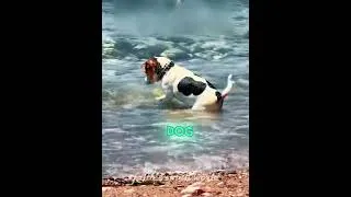 Thumbnail: This Dog Deserves a Geology Degree 🐶💀#shorts