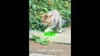 Thumbnail: Cat Made a New Friend? 😊🤣#shorts