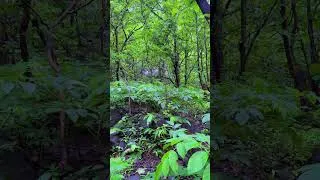Thumbnail: Exploring hidden gems #shortsfeed