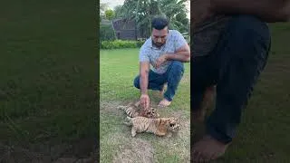Thumbnail: 7 days  oldTiger cubs looks amazing #faiziwildlifepark