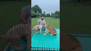 Thumbnail: Lion don’t wana play with tiger #faiziwildlifepark