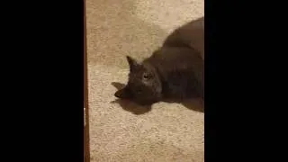 Thumbnail: Cat