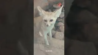 Thumbnail: A little bit about our Fennec Fox !! 🦊 #shorts #animals #fyp