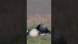 Thumbnail: Black Grouse Courtship Ritual