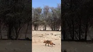 Thumbnail: Black-backed Jackal Hunting Birds