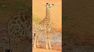 Thumbnail: Giraffe Given Birth